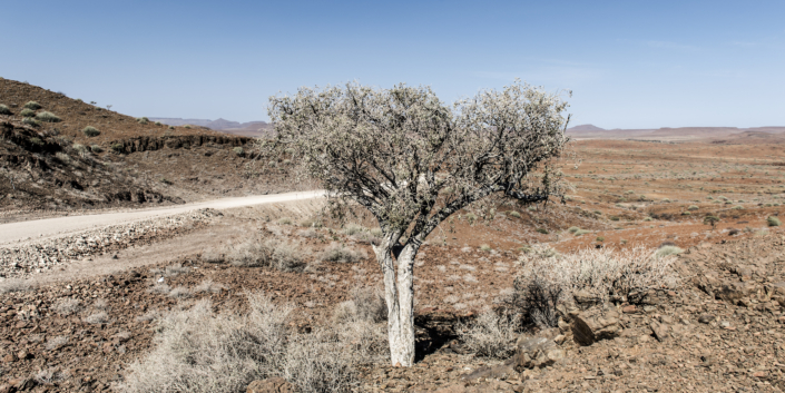Namibia sigridspinnox  scaled